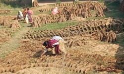 दाउराको सट्टा 'गुइँठा'ले खाना पकाउँदै दाङका चौधरी समुदाय